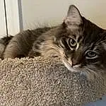 Cat, Carnivore, Window, Grey, Felidae, Small To Medium-sized Cats, Whiskers, Cat Supply, Comfort, Box, Domestic Short-haired Cat, Furry friends, Paw, Cardboard, Claw, Maine Coon, Cat Furniture, Cat Bed, British Longhair, Terrestrial Animal