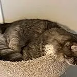 Cat, Felidae, Carnivore, Small To Medium-sized Cats, Comfort, Whiskers, Grey, Ear, Cat Supply, Snout, Window, Paw, Furry friends, Claw, Tail, Domestic Short-haired Cat, Terrestrial Animal, Nap, Sleep, Black cats