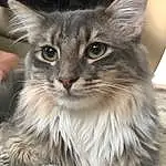 Cat, Felidae, Carnivore, Small To Medium-sized Cats, Ear, Whiskers, Fawn, Box, Window, Domestic Short-haired Cat, Furry friends, Paw, Maine Coon, Claw, Tail, Plant, British Longhair