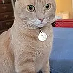 Cat, Felidae, Carnivore, Small To Medium-sized Cats, Iris, Whiskers, Window, Fawn, Tail, Snout, Furry friends, Terrestrial Animal, Domestic Short-haired Cat, Paw, Chest Of Drawers, Claw, Photo Caption, Collar