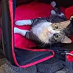 Cat, Comfort, Felidae, Small To Medium-sized Cats, Carnivore, Whiskers, Tail, Luggage And Bags, Bag, Domestic Short-haired Cat, Lap, Furry friends, Paw, Vehicle, Claw, Canidae, Nap, Baggage, Fashion Accessory