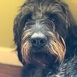 Dog, Dog breed, Carnivore, Water Dog, Companion dog, Snout, Terrier, Working Animal, Small Terrier, Canidae, Toy Dog, Furry friends, Schnauzer, Liver, Schapendoes, Wood, Non-sporting Group, Maltepoo, Working Dog