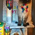 Cat, Blue, Textile, Carnivore, Fawn, Felidae, Whiskers, Small To Medium-sized Cats, Pet Supply, Tail, Art, Cat Supply, Tin Can, Shelf, Shelving, Siamese, Paper Towel, Paw, Tableware, Serveware