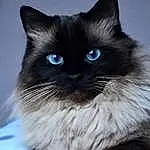 Cat, Siamese, Felidae, Small To Medium-sized Cats, Carnivore, Whiskers, Fawn, Snout, Electric Blue, Birman, Terrestrial Animal, Furry friends, Tail, Thai, Comfort, Claw, Paw