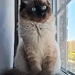 Cat, Siamese, Carnivore, Felidae, Small To Medium-sized Cats, Fawn, Whiskers, Balinese, Thai, Plant, Snout, Tail, Birman, Tonkinese, Domestic Short-haired Cat, Furry friends, Paw, Window, Windshield, Wood