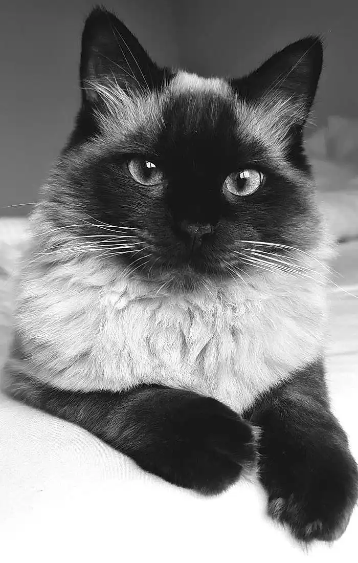 Head, Eyes, Cat, Felidae, Carnivore, Small To Medium-sized Cats, Whiskers, Iris, Snout, Siamese, Close-up, Furry friends, Domestic Short-haired Cat, Black cats, Black & White, Birman, Tail, Monochrome, Terrestrial Animal, Symmetry