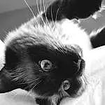 Hair, Cat, Eyes, Carnivore, Felidae, Grey, Whiskers, Small To Medium-sized Cats, Snout, Tail, Monochrome, Black cats, Black & White, Close-up, Paw, Comfort, Domestic Short-haired Cat, Furry friends, Claw