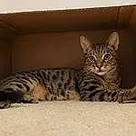 Cat, Eyes, Felidae, Carnivore, Comfort, Small To Medium-sized Cats, Whiskers, Fawn, Terrestrial Animal, Snout, Furry friends, Paw, Domestic Short-haired Cat, Rectangle, Wood, Tail, Sitting, Box