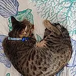 Cat, Felidae, Carnivore, Comfort, Small To Medium-sized Cats, Whiskers, Furry friends, Domestic Short-haired Cat, Pattern, Tail, Terrestrial Animal, Cat Supply, Nap