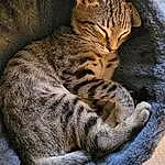 Cat, Felidae, Carnivore, Whiskers, Small To Medium-sized Cats, Snout, Terrestrial Animal, Furry friends, Tail, Domestic Short-haired Cat, Paw, Claw, Nap, Sleep, Tree