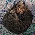 Cat, Felidae, Carnivore, Small To Medium-sized Cats, Whiskers, Comfort, Grey, Fawn, Tail, Pattern, Linens, Tree, Furry friends, Terrestrial Animal, Woolen, Wool, Thread, Nap, Domestic Short-haired Cat
