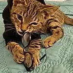 Cat, Felidae, Carnivore, Small To Medium-sized Cats, Whiskers, Fawn, Snout, Tail, Furry friends, Domestic Short-haired Cat, Comfort, Paw, Claw, Terrestrial Animal, Pattern, Linens