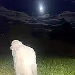 Dog, Moon, Sky, Carnivore, Dog breed, Companion dog, Cloud, Grass, Full Moon, Tail, Astronomical Object, Moonlight, Event, Canidae, Celestial Event, Pasture, Grassland, Midnight, Toy Dog