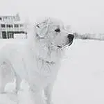 Dog, Snow, Carnivore, Whiskers, Working Animal, Companion dog, Dog breed, Freezing, Snout, Winter, Black & White, Monochrome, Polish Tatra Sheepdog, Canidae, Furry friends, Working Dog, Slovak Cuvac, Non-sporting Group, Ancient Dog Breeds