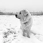 Dog, Sky, Snow, Carnivore, Dog breed, Freezing, Companion dog, Winter, Snout, Monochrome, Retriever, Black & White, Canidae, Plant, Working Animal, Furry friends, Working Dog, Landscape, Gun Dog