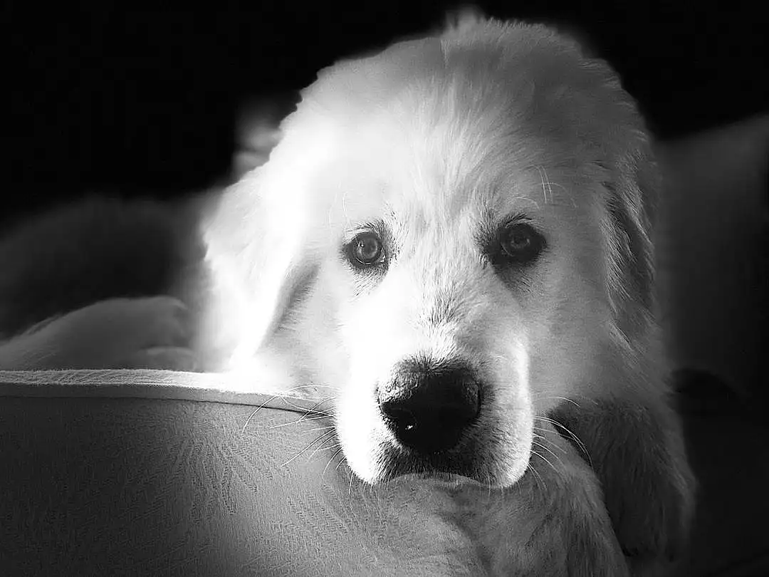 Dog, Carnivore, Flash Photography, Dog breed, Cloud, Companion dog, Whiskers, Snout, Couch, Black & White, Darkness, Monochrome, Sky, Furry friends, Happy, Stock Photography, Still Life Photography, Canidae