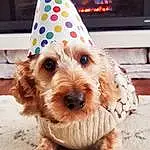 Party Hat, Dog, Dog breed, Carnivore, Toy, Companion dog, Fawn, Cone, Gas, Party Supply, Snout, Dog Supply, Working Animal, Fireplace, Clock, Dog Clothes, Home Appliance, Event, Fashion Accessory