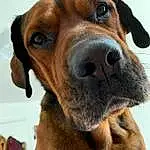 Dog, Carnivore, Jaw, Liver, Dog breed, Whiskers, Collar, Working Animal, Fawn, Companion dog, Snout, Close-up, Hound, Furry friends, Canidae, Pet Supply, Dog Collar, Terrestrial Animal, Selfie