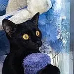 Cat, Felidae, Carnivore, Blue, Small To Medium-sized Cats, Whiskers, Grey, Window, Bombay, Snout, Electric Blue, Black cats, Tail, Furry friends, Domestic Short-haired Cat, Art, Fashion Accessory, Woolen, Thread, Pattern