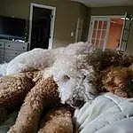 Dog, Water Dog, Dog breed, Carnivore, Comfort, Television, Analog Television, Companion dog, Fawn, Cabinetry, Poodle, Toy Dog, Snout, Entertainment Center, Terrier, Television Set, Cable Television, Furry friends
