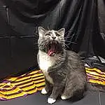 Cat, Carnivore, Felidae, Grey, Small To Medium-sized Cats, Yawn, Fang, Cat Toy, Roar, Whiskers, Collar, Tail, Domestic Short-haired Cat, Paw, Claw, Furry friends, Window, Black cats