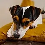 Dog, Working Animal, Dog breed, Gesture, Yellow, Carnivore, Whiskers, Fawn, Companion dog, Comfort, Paw, Toy Dog, Basenji, Canidae, Guard Dog, Hound, Collar, Furry friends, Working Dog