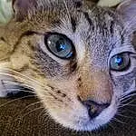 Head, Cat, Eyes, Felidae, Carnivore, Small To Medium-sized Cats, Whiskers, Ear, Grass, Terrestrial Animal, Snout, Domestic Short-haired Cat, Furry friends, Electric Blue