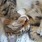Cat, Felidae, Carnivore, Small To Medium-sized Cats, Whiskers, Fawn, Snout, Tail, Terrestrial Animal, Comfort, Close-up, Paw, Furry friends, Domestic Short-haired Cat, Claw, Nap, Grass, Sleep, Wood