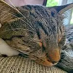 Cat, Eyes, Felidae, Carnivore, Small To Medium-sized Cats, Ear, Whiskers, Comfort, Snout, Grass, Domestic Short-haired Cat, Furry friends, Bored, Paw, Nap, Sitting, Sleep, Tree, Claw