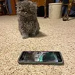 Cat, Grey, Communication Device, Carnivore, Telephony, Whiskers, Portable Communications Device, Mobile Phone, Felidae, Tail, Electric Blue, Gadget, British Longhair, Musical Instrument, Domestic Short-haired Cat, Furry friends, Human Leg, Small To Medium-sized Cats, Mobile Device