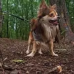 Dog breed, Wood, Branch, Plant, Water, Trunk, Carnivore, Tree, Fawn, Grass, Terrestrial Animal, Twig, Snout, Tail, Canidae, Furry friends, Soil