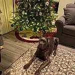 Christmas Tree, Dog, Christmas Ornament, Interior Design, Carnivore, Fawn, Companion dog, Tree, Christmas Decoration, Holiday Ornament, Tints And Shades, Ornament, Living Room, Working Animal, Wood, Dog breed, Event, Window