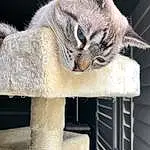Cat, Window, Felidae, Carnivore, Small To Medium-sized Cats, Cat Supply, Whiskers, Fawn, Pet Supply, Snout, Tail, Cat Furniture, Domestic Short-haired Cat, Furry friends, Wood, Paw, Claw, Animal Shelter