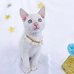Cat, Felidae, Carnivore, Snow, Small To Medium-sized Cats, Collar, Whiskers, Fawn, Tail, Snout, Toy, Paw, Furry friends, Freezing, Domestic Short-haired Cat, Art, Creative Arts, Winter, Pet Supply, Fashion Accessory