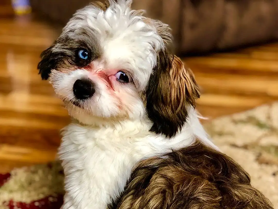 Head, Dog, Eyes, Carnivore, Liver, Dog breed, Shih Tzu, Fawn, Companion dog, Toy Dog, Water Dog, Dog Supply, Snout, Pet Supply, Terrier, Working Animal, Small Terrier, Shih-poo, Canidae