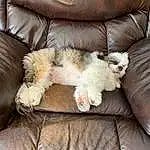 Dog, Furniture, Couch, Comfort, Carnivore, Dog breed, Companion dog, Fawn, Living Room, Toy Dog, Felidae, Watch, Studio Couch, Terrier, Working Animal, Small To Medium-sized Cats, Furry friends, Canidae, Small Terrier