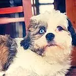 Dog, Dog breed, Carnivore, Working Animal, Shih Tzu, Companion dog, Fawn, Whiskers, Cloud, Toy Dog, Snout, Terrestrial Animal, Small Terrier, Happy, Terrier, Sky, Furry friends, Puppy love, Paw, Shih-poo