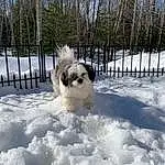 Dog, Snow, Dog breed, Carnivore, Companion dog, Tree, Toy Dog, Fence, Freezing, Snout, Winter, Terrier, Watch, Canidae, Frost, Small Terrier, Precipitation