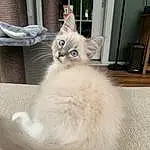 Cat, Felidae, Carnivore, Small To Medium-sized Cats, Grey, Whiskers, Fawn, Tail, Furry friends, Domestic Short-haired Cat, Paw, British Longhair, Comfort, Claw, Wood, Ragdoll, Shelf
