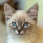Face, Head, Cat, Eyes, Carnivore, Felidae, Whiskers, Small To Medium-sized Cats, Iris, Fawn, Siamese, Terrestrial Animal, Snout, Thai, Furry friends, Tonkinese, Balinese, Birman