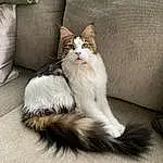Cat, Carnivore, Comfort, Felidae, Fawn, Small To Medium-sized Cats, Whiskers, Companion dog, Couch, Dog breed, Tail, Foot, Paw, Domestic Short-haired Cat, Furry friends, Human Leg, Claw, Canidae, Toe