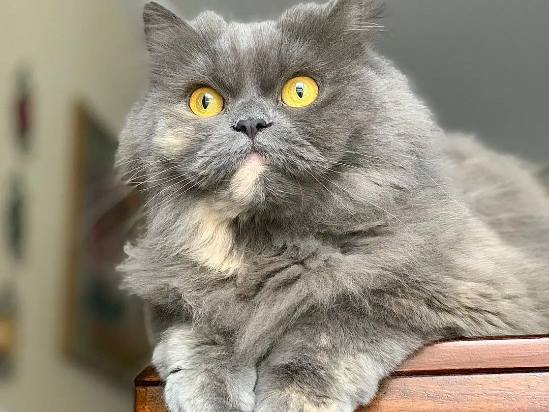 Cat, Felidae, Carnivore, Small To Medium-sized Cats, Grey, Iris, Whiskers, Fawn, Snout, British Longhair, Domestic Short-haired Cat, Tail, Furry friends, Paw, Sitting