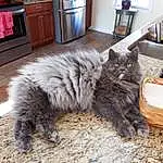 Cat, Cabinetry, Felidae, Small To Medium-sized Cats, Carnivore, Grey, Wood, Whiskers, Plant, Comfort, Hardwood, Tail, Drawer, Kitchen Appliance, Furry friends, Wood Stain, Domestic Short-haired Cat, Home Appliance, Box