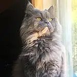 Cat, Felidae, Carnivore, Small To Medium-sized Cats, Whiskers, Grey, Snout, Tail, Furry friends, Domestic Short-haired Cat, Paw, Claw, Terrestrial Animal, Asphalt, British Longhair, Glass