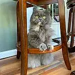 Cat, Furniture, Felidae, Carnivore, Wood, Plant, Chair, Table, Small To Medium-sized Cats, Grey, Whiskers, Hardwood, Shelf, Tail, Furry friends, British Longhair, Domestic Short-haired Cat, Wood Stain, Comfort