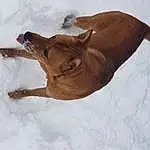 Brown, Dog, Snow, Dog breed, Carnivore, Liver, Fawn, Slope, Tail, Snout, Winter, Working Animal, Terrestrial Animal, Canidae, Freezing