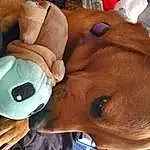 Nose, Dog, Ear, Carnivore, Working Animal, Dog breed, Toy, Fawn, Liver, Companion dog, Snout, Comfort, Stuffed Toy, Whiskers, Furry friends, Plush, Linens, Selfie, Canidae