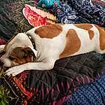 Dog, Carnivore, Comfort, Textile, Dog breed, Fawn, Companion dog, Art, Creative Arts, Pattern, Linens, Bedding, Working Animal, Nap, Craft, Dog Supply, Sleep, Blanket, Canidae