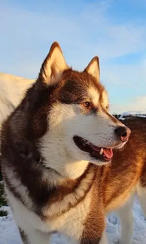 Alaskan Malamute Dog Max