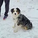 Snow, Dog, Dog breed, Carnivore, Companion dog, Freezing, Winter, Herding Dog, Furry friends, Bernese Mountain Dog, Cargo Pants, Working Dog, Canidae, Australian Shepherd
